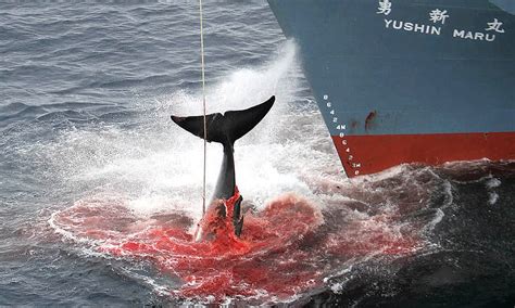 is whale hunting illegal.